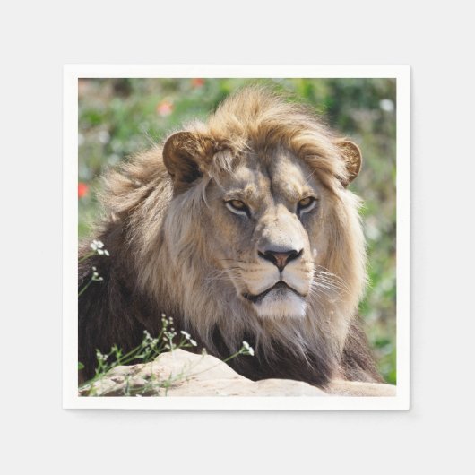 Serviette En Papier Portrait de lion vu de devant (Devant)