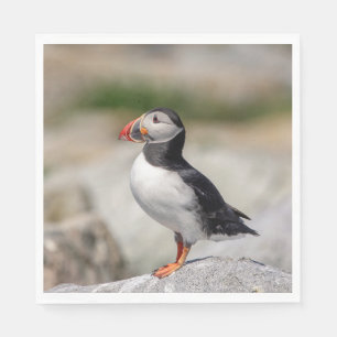 Serviette En Papier Puffin Atlantique en Machias, Maine