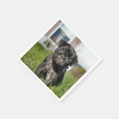 Serviette En Papier Pug B;ack chiot (Coin)
