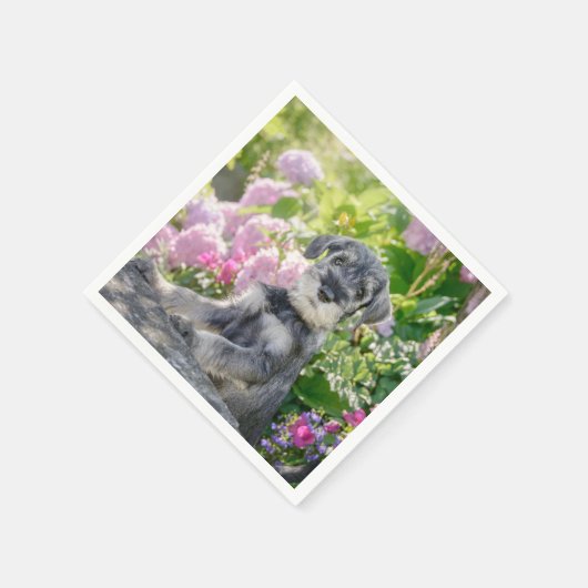 Serviette En Papier Puppy de Schnauzer dans un Flowering Garden - (Coin)