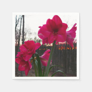 Serviette En Papier Red Amaryllis et le lever du soleil d'hiver