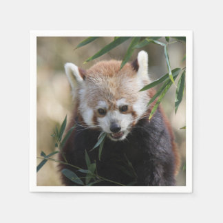 Serviette En Papier Red_Panda_2015_0311