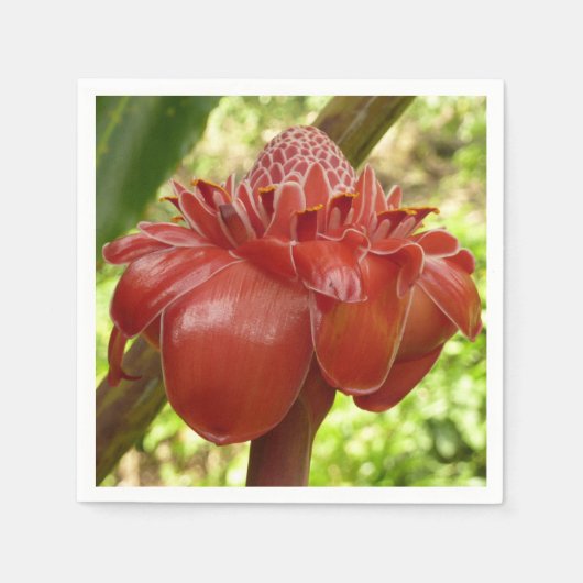 Serviette En Papier Red Torch Ginger Tropical Flower Photographie (Devant)