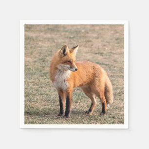 Serviette En Papier Renard rouge dans un champ