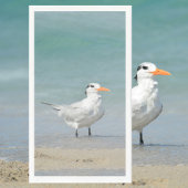 Serviette En Papier Royal Tern Coastal Beach Photographie