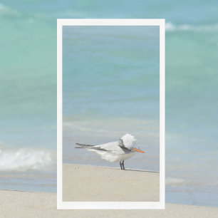 Serviette En Papier Royal Tern on Beach Photos d'oiseaux marins