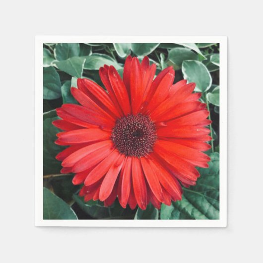 Serviette En Papier serviettes Orange Daisy (Devant)