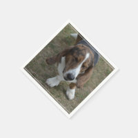 Sweet Basset Hound