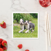 Serviette En Papier Sympa drôles Boston Terrier chiens chiots jouer - (En situation)
