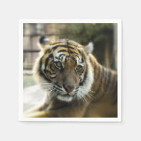 Tigre du Bengale