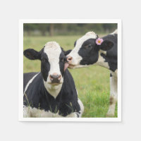 Vache Holstein embrassant dans une prairie de ferm