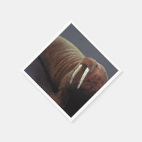 Walrus