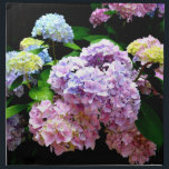 Serviettes De Table Hydrangea<br><div class="desc">Romantic classic old fashion colorful hydrangeas. Beautiful photographe - blues purples pinks and greens. Photographe from my garden.</div>