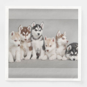 Serviettes en papier Sibérien Huskies