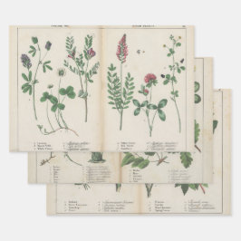 Set van drie antiek botanische kunst print inpakpapier vel