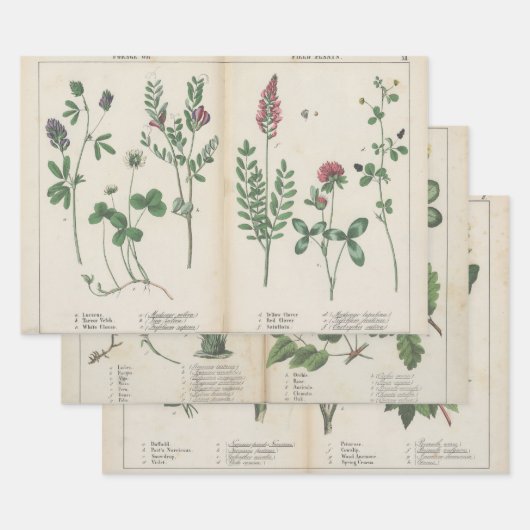Set van drie antiek botanische kunst print inpakpapier vel (Set)