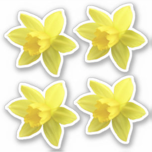 Set van vier gele Daffodil Blooms Sticker
