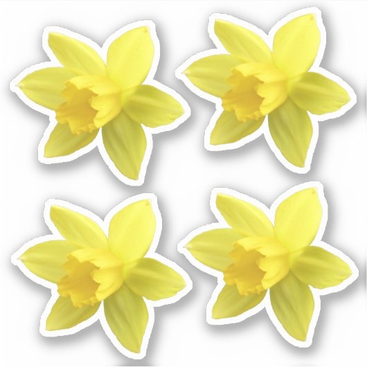 Set van vier gele Daffodil Blooms Sticker (Voorkant)