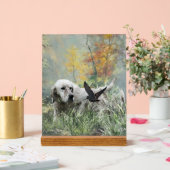 Setter anglais (Mariage)