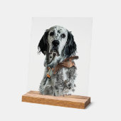 Setter anglais (Angle)