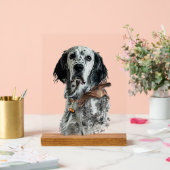 Setter anglais (Mariage)
