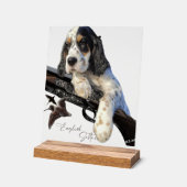 Setter anglais (Angle)