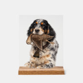 Setter anglais, chasse à la bécasse ,Art canin (Recto)