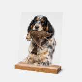 Setter anglais, chasse à la bécasse ,Art canin (Angle)