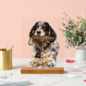 Setter anglais, chasse à la bécasse ,Art canin (Mariage)