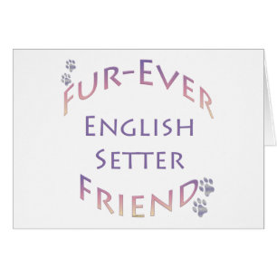 Setter Furever anglais