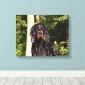 Setter Gordon mouillé toile enveloppée (Insitu (Plancher de Bois))