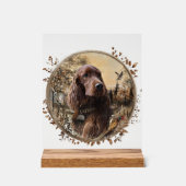 Setter irlandais (Recto)