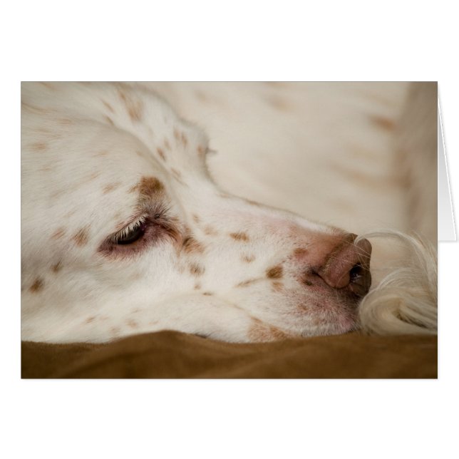 Setter Zen (Devant horizontal)