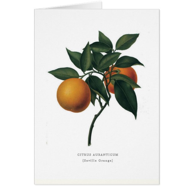 Sevilla Oranje (Voorkant)