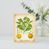 Sevilla oranje - illustratie briefkaart (Staand voorkant)