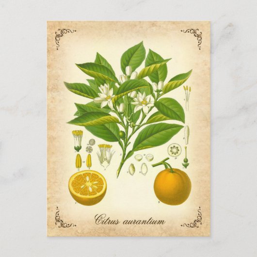 Sevilla oranje - illustratie briefkaart (Voorkant)