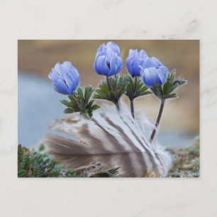 Seward Peninsula, Alaska, Arctic Wildflower Briefkaart