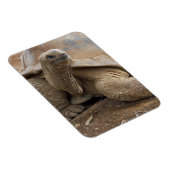 Seychelle Aldabran landschildpad Magneet (Rechterzijde)