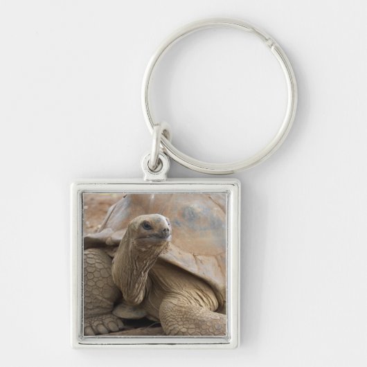 Seychelle Aldabran landschildpad Sleutelhanger (Voorkant)