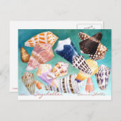 Seychellen Conus Shells Briefkaart (Voorkant / Achterkant)