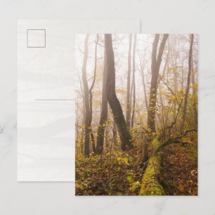 Sfeervolle herfstbos in nevel briefkaart