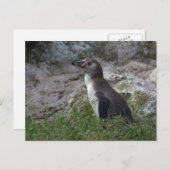 Sfeniscus humboldti briefkaart (Voorkant / Achterkant)