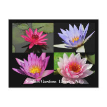 SG Waterlily Collage Briefkaart #1N 1100