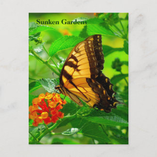 SG Yellow Swallowtail Briefkaart #245N 0245