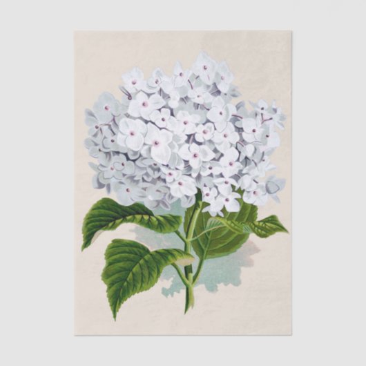 Shabby Chic Verse Witte Bloemen met Roze Harten Tissuepapier (Voorkant)