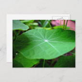 Shaddy Nasturtium leaf Briefkaart (Voorkant / Achterkant)