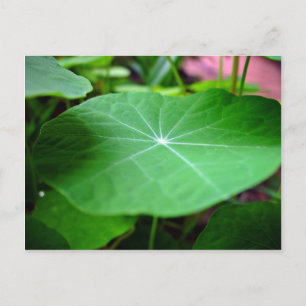 Shaddy Nasturtium leaf Briefkaart