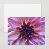 Shades of Paars Dahlia Sluiten het Briefkaart van  (Voorkant / Achterkant)