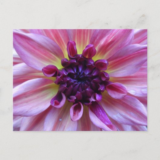 Shades of Paars Dahlia Sluiten het Briefkaart van  (Voorkant)