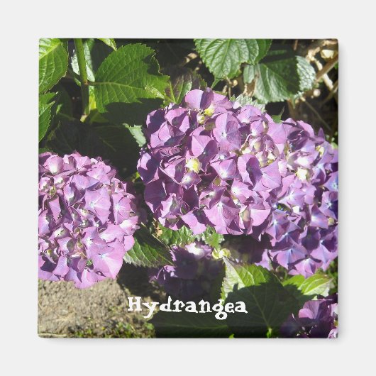 Shades of Paarse Hydrangea Magneet (Voorkant)